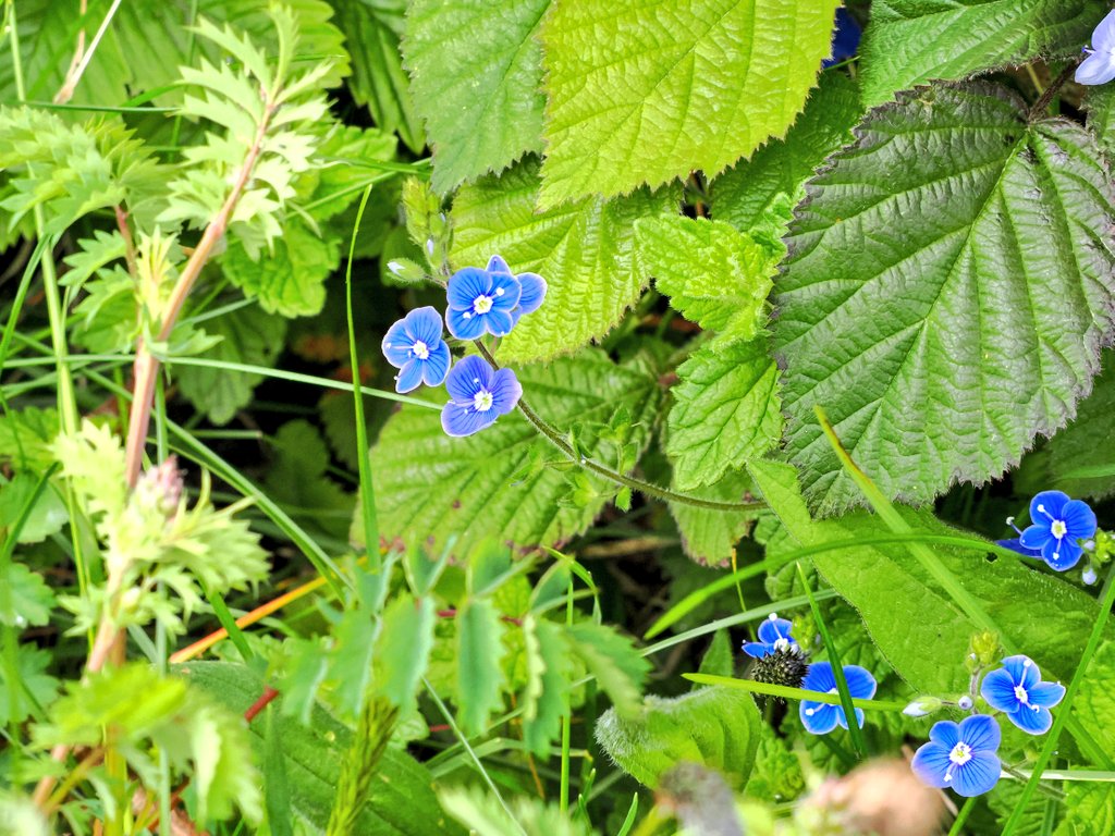 #Speedwell - because it's the little things in life that give the greatest pleasure. Taken on the Nine Arches Viaduct @gateshead  #DerwentValleyCountryPark @LandofOakIron @NorthEastTweets  #TwitterNatureCommunity
#wildflowerhour @The_RHS #Nature @NorthEastTweets 
#wildflowers