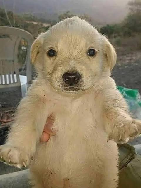 LunalatunaMtz's tweet photo. me acuerdo cuando estaban mame y mame con este perro cochino https://t.co/c2aRP2IwNz