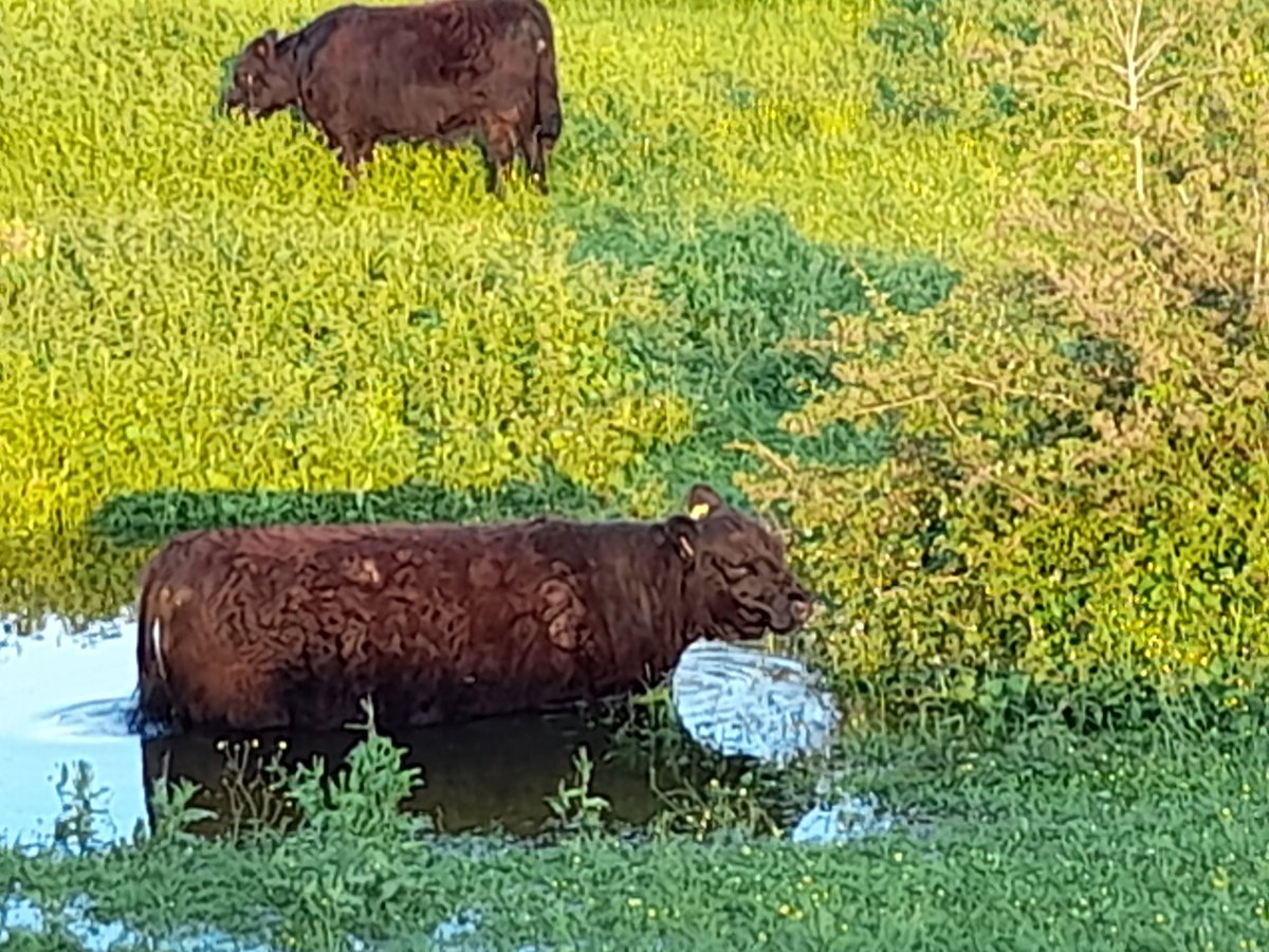 Mirjam Koedoot tweet media