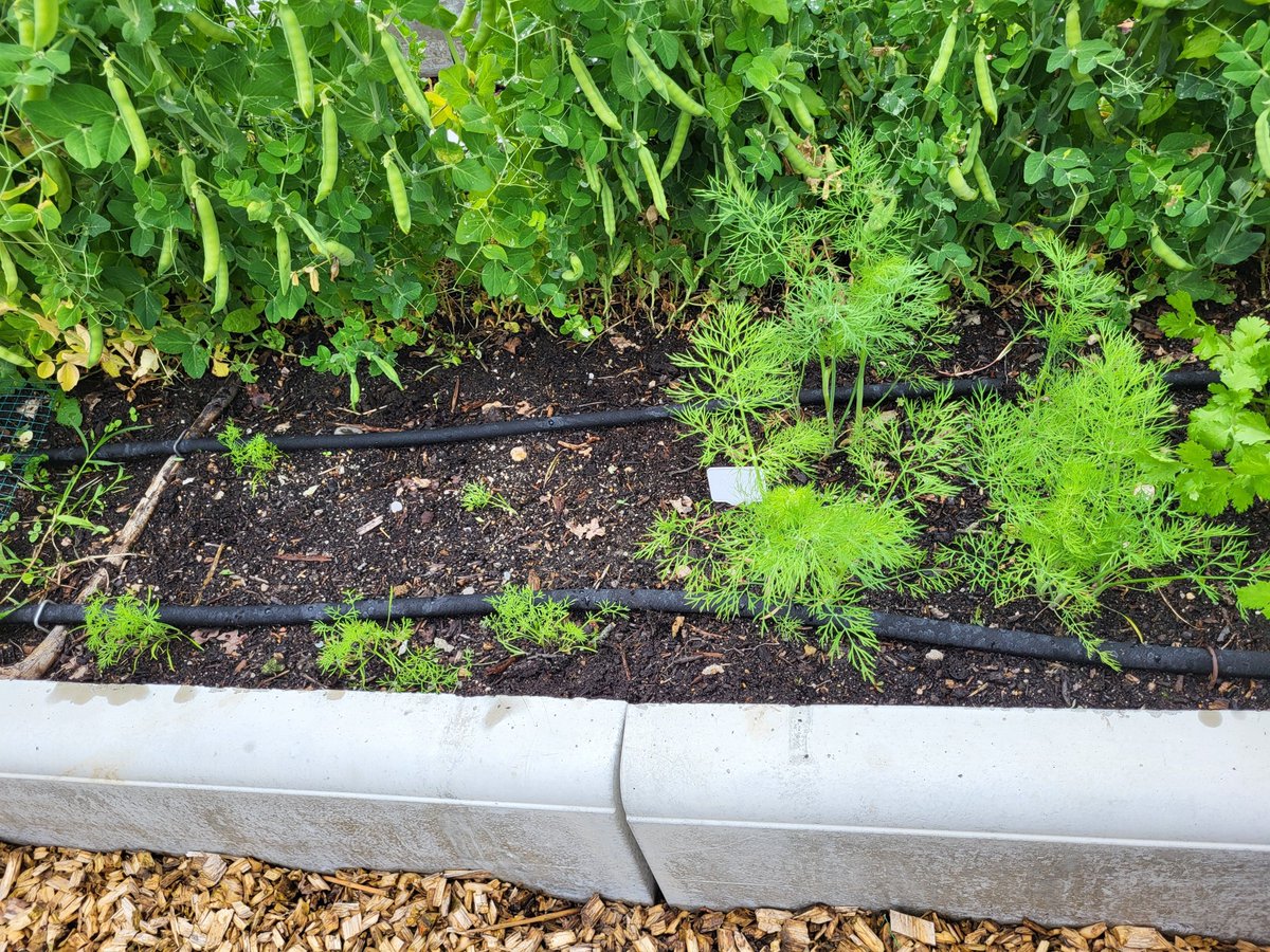 LePotagiste's tweet photo. De l'aneth semé en pleine terre à gauche et en contenant puis repiqué à droite. 
Nouvelle plante + tuto PoCo en approche 🙂 https://t.co/qr7j9EpnqS