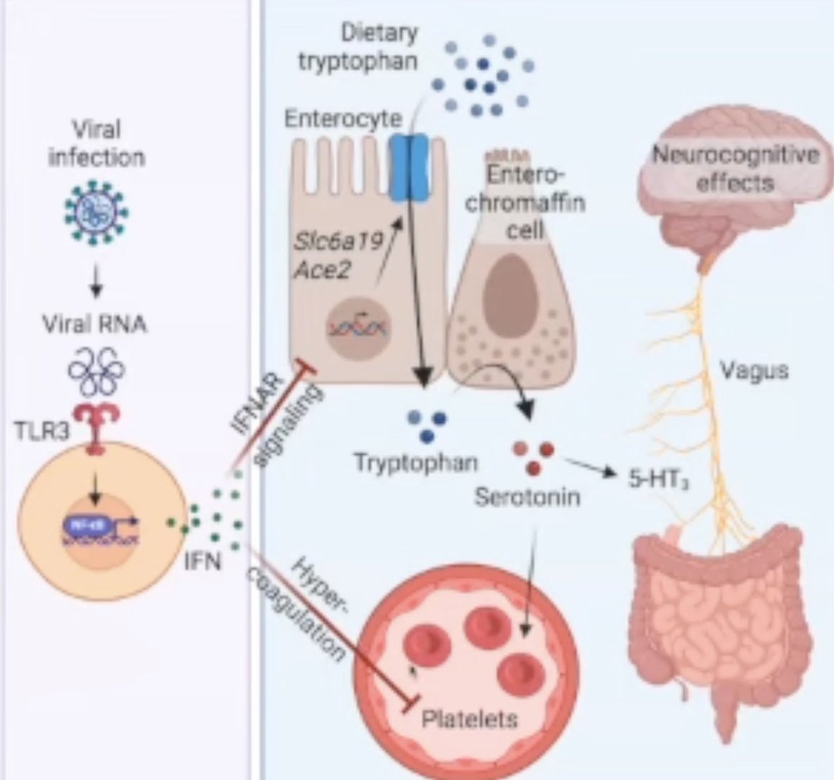 Interferon’s role in serotonin reduction in chronic infections:

The majority of serotonin is synthesized in the gastrointestinal tract from dietary tryptophan. Tryptophan uptake is facilitated by a complex of amino acid transporters, with ACE2 acting as a chaperone for this