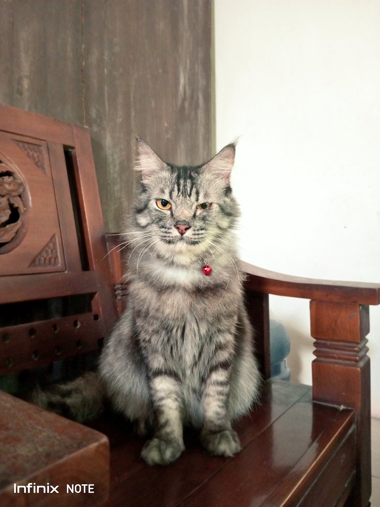 aiyyonkey's tweet photo. @kochengfs Maap lagi badmood 😾 https://t.co/E4gQVP90qY