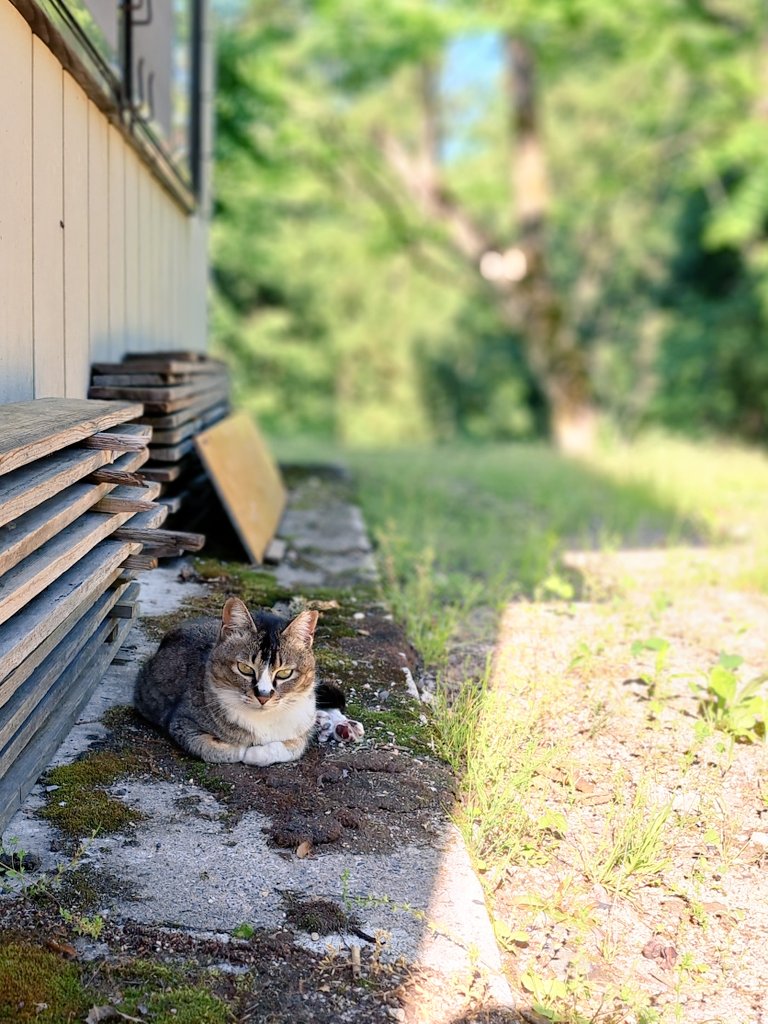 pinkmoon2525's tweet photo. 交通事故にあい亡くなったと思っていた外猫のねこちゃん
後ろ足に麻痺が残ったけれどちゃんと生きており無事な姿を見せてくれました
今までのようにはいかないけれど、ゆっくり歩いて会いに来てくれてます
不自由な足で懸命に生きるねこちゃんを私に出来る事を全力で支えていこうと思ってます https://t.co/CjUhFsMxp4