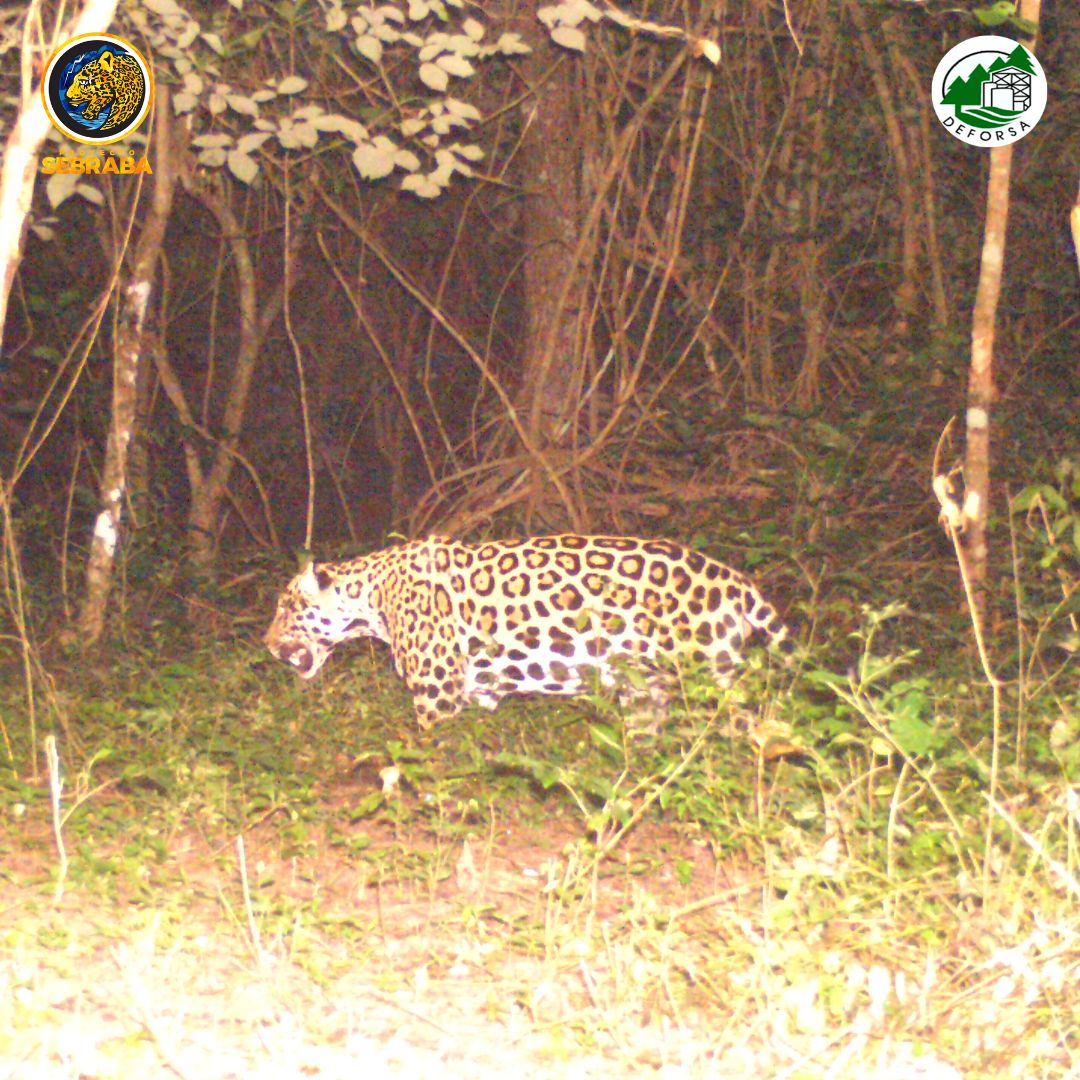 ProyectoSebraba's tweet photo. Venezuela recibe su primera certificación Jaguar Friendly, la cual fue otorgada a la empresa DEFORSA.

Empresa con la que venimos trabajando en la implementación de estrategias antidepredatorias tanto en sus predios como con los vecinos. https://t.co/OfJCaxUDEA