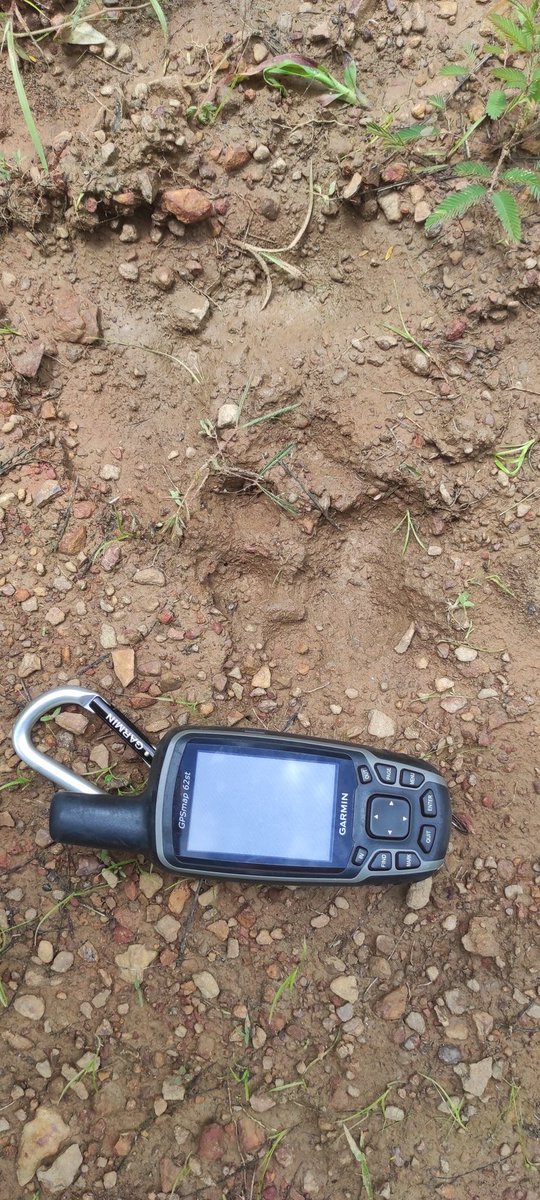 ProyectoSebraba's tweet photo. Estamos convencidos que la investigación, educación ambiental y acciones de conservación son fundamentales para preservar especies como el jaguar, y las alianzas con empresas privadas son necesarias, ya que son sitios claves que funcionan como corredores ecológicos. https://t.co/ONz2FKGtjI
