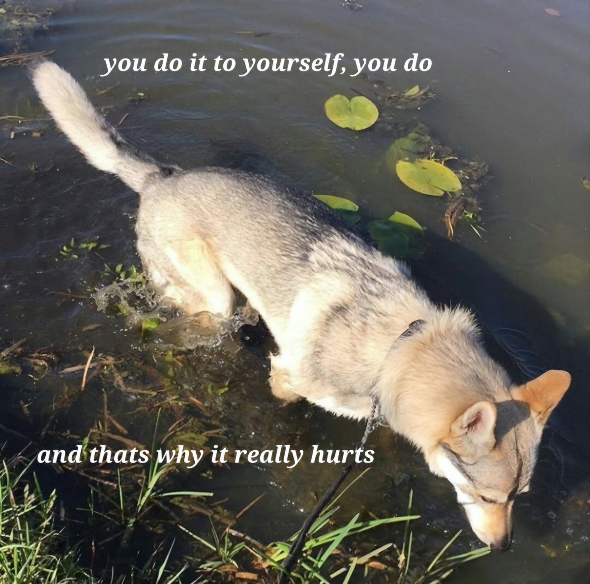 caninepoetry_'s tweet photo. https://t.co/OC9p6HU6CA