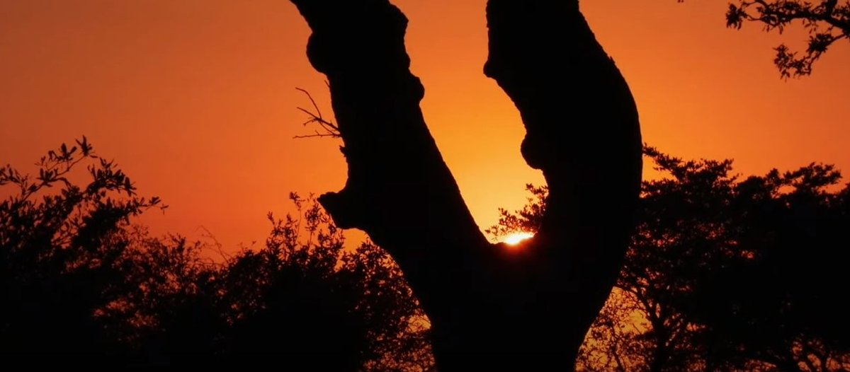 Nice Feathery Friday so far! <a href="/WildEarth/">WildEarth</a> #WildEarth