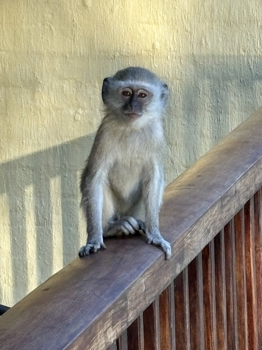 FabLabBU's tweet image. Had a fantastic time attending the @DNAforAfrica fourth DNA conference in Zambia, on the Zambezi river! Inspiring work (and nature) happening across the continent #4FDNAS