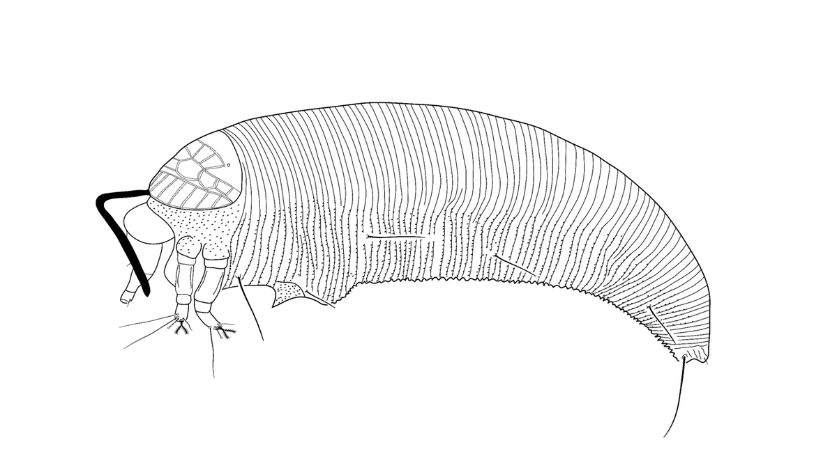 #NewSpecies! New mite from #saudiarabia just scrabbled in: Diptilomiopus bahaensis Treatment: treatment.plazi.org/id/B93DD90E-FF… Publication: doi.org/10.11646/zoota… @Zootaxa #DiptilomiopusBahaensis #FAIRdata #nature #biodiversity #conservation #arachnology #acarology #arachnids #mites