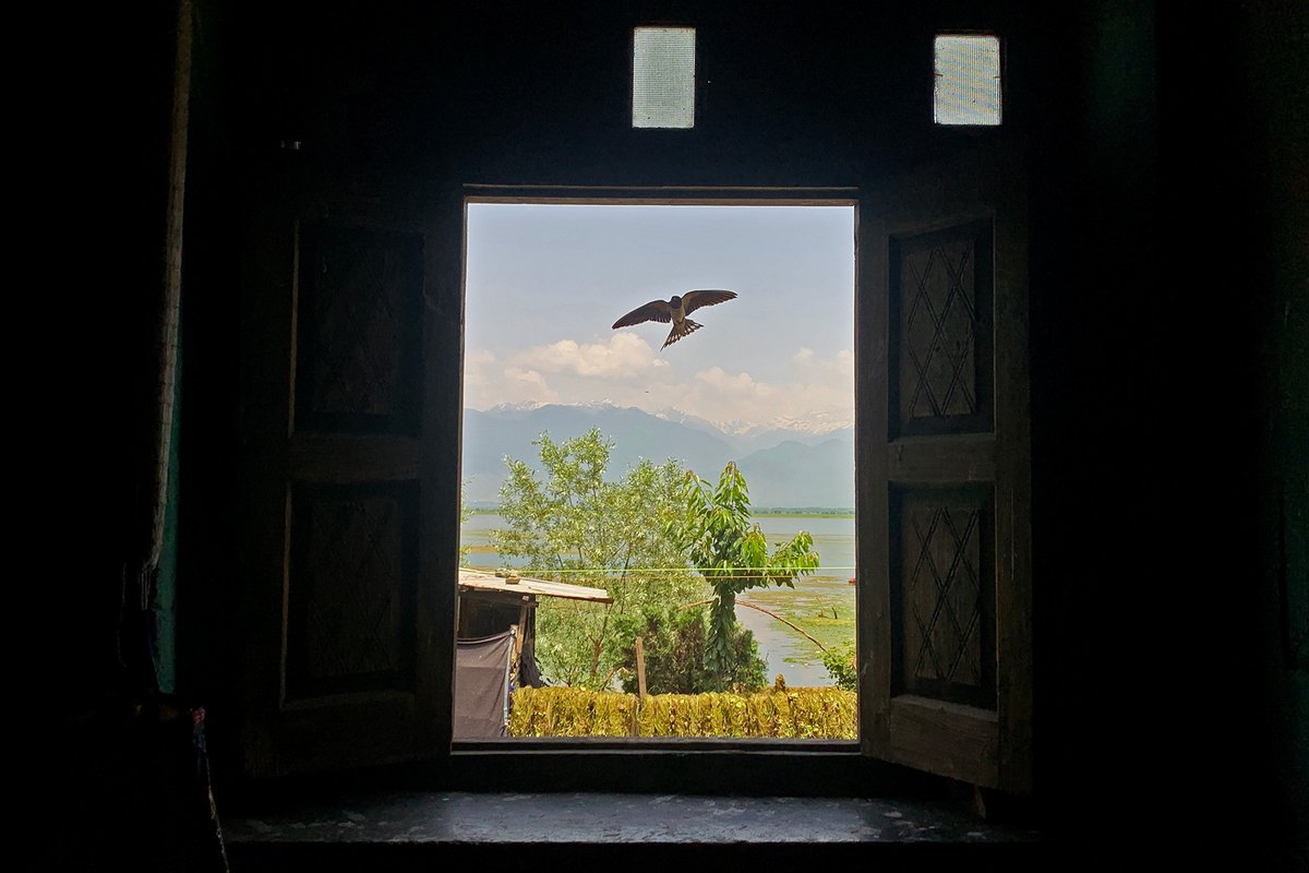 #FromTheArchives

Barn #Swallows are summer visitors to the #Himalayas. Researcher @amarjeet_kaur10 writes about the bond these #birds share with the people of #Kashmir.

📷 A Barn Swallow glides in through an open window in a home in Kashmir

Read more: bit.ly/3QY49ET