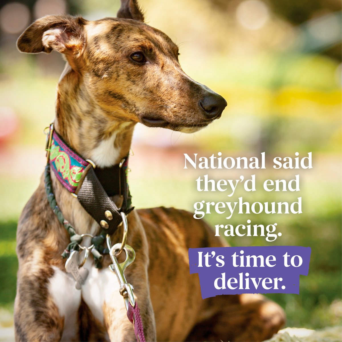 AnimalPartyNZ's tweet photo. It has been reported that the Racing Minister will decide on the future of greyhound racing within weeks. 

Briefing papers hint that Cabinet must weigh in on whether the industry has the social license to continue. 

Spoiler alert: It doesn’t 😬

#BanGreyhoundRacing https://t.co/339DbhDGeb