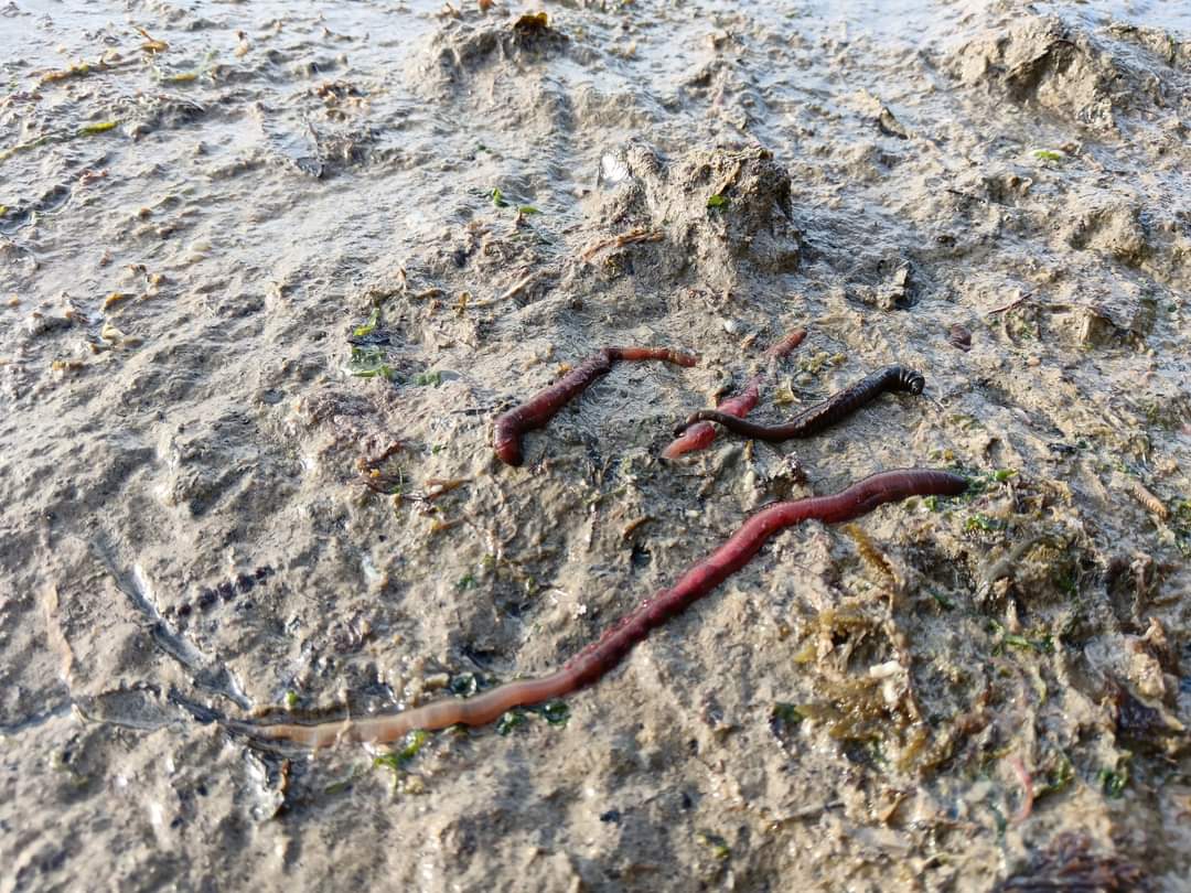 Beach closed for bank holiday weekend. Toxic sludge at Minnis Bay An algal bloom, possibly caused by sewage and/or warmer sea temperatures has died back, causing oxygen levels in the water to crash killing marine life on the Thanet coast. Our ecosystem is falling apart!