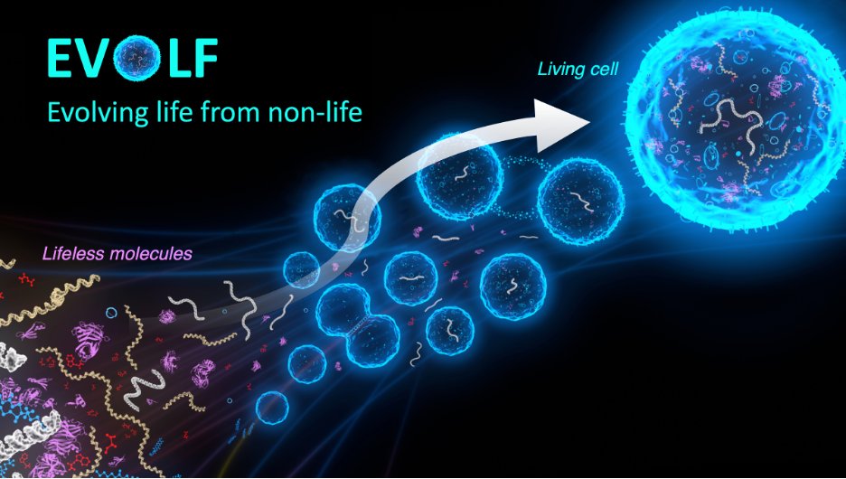 I’m thrilled to be able to announce that we were granted a NWO Summit grant entitled ‘Evolving Life from Nonlife’ (EVOLF) with 40 million euro for a 10-year project aimed to cross the gap between non-life and life by assembling a living synthetic cell from lifeless biomolecules!