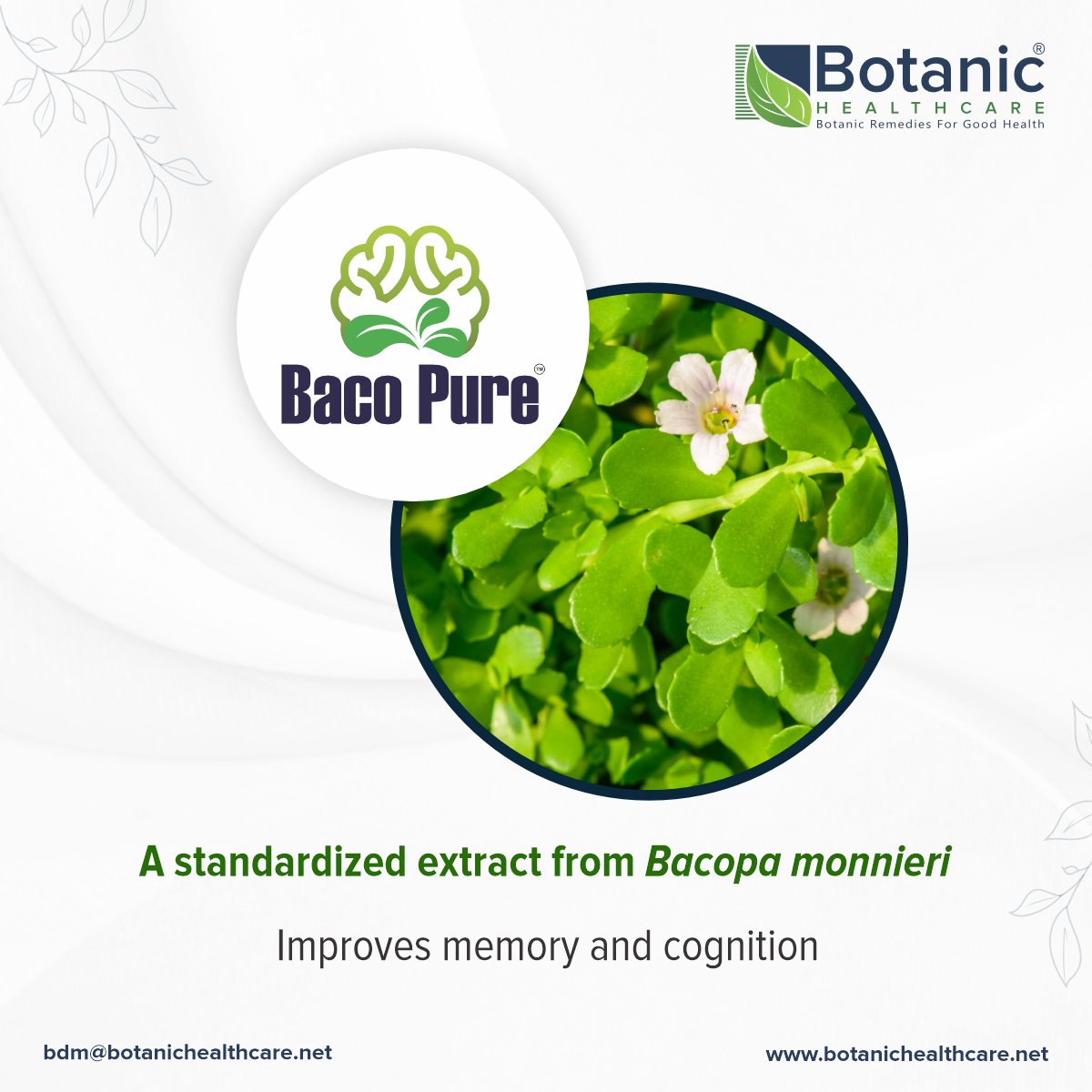 BacoPure™ is a standardized extract of Bacopa monnieri which is an ancient herb with a growing reputation in the scientific community. Studies suggest that Bacopa monnieri may promote memory, learning, and information processing.

#Botanichealthcare #herbalextracts