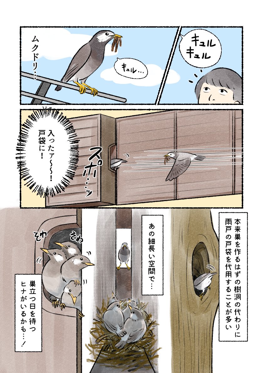 意外と知らない鳥の生活 
「ムクドリの子育て」
 生きるため、人目を盗んで吸い込まれていきます。 