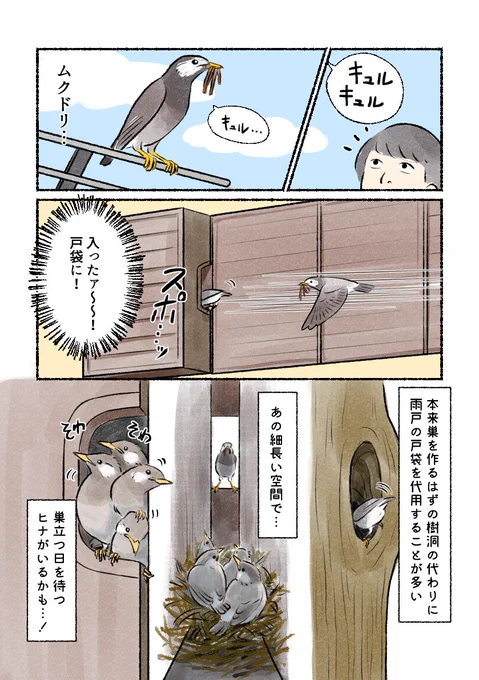 意外と知らない鳥の生活 
「ムクドリの子育て」
 生きるため、人目を盗んで吸い込まれていきます。 