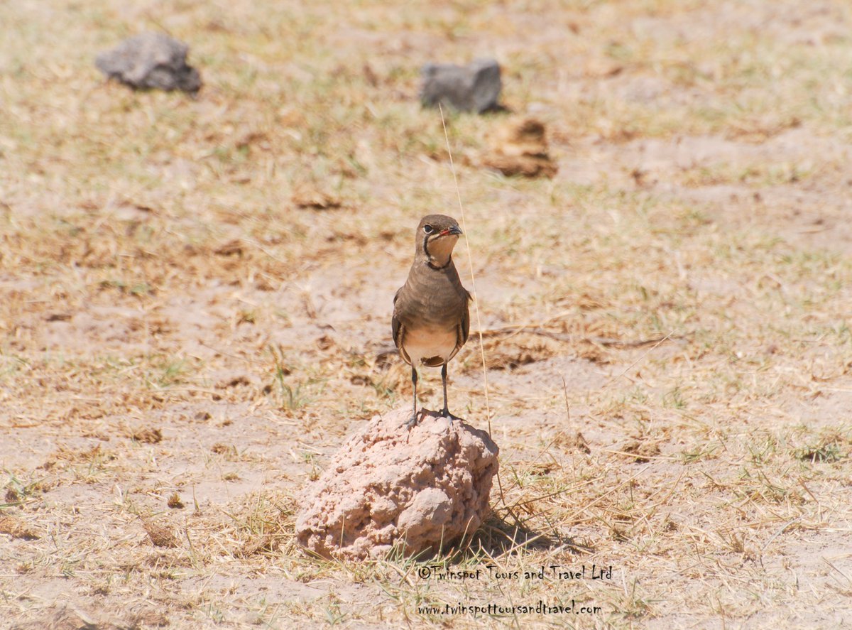 Collared Pratincole #birds_adored #birdphotography #birdinginkenya #birdbrilliance #birdwatchers_daily #magicalkenya #nature #birdlife #natgeo #kenya #africa #africansafari #naturelovers #adventure #discoverwildlife #vacation #holiday #tourism #wanderlust #travelgram #instatravel