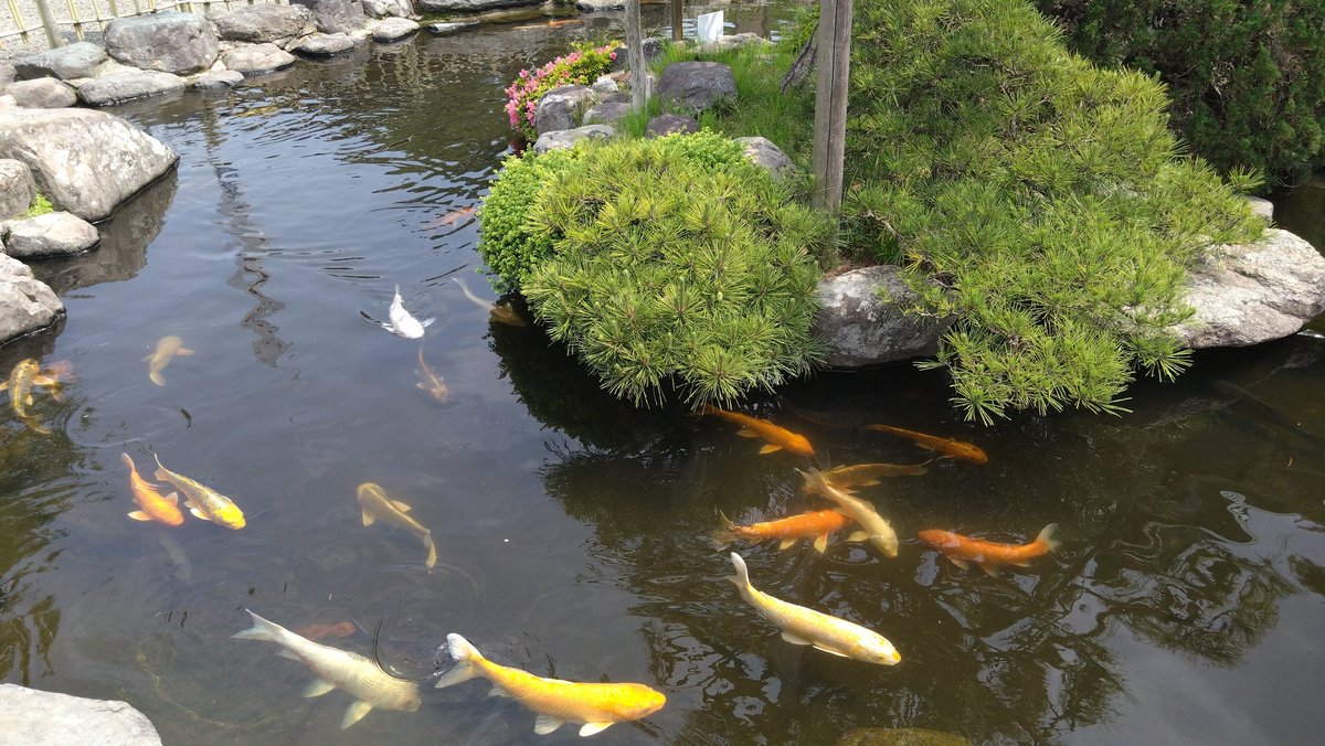 竹駒神社に錦鯉がいた。