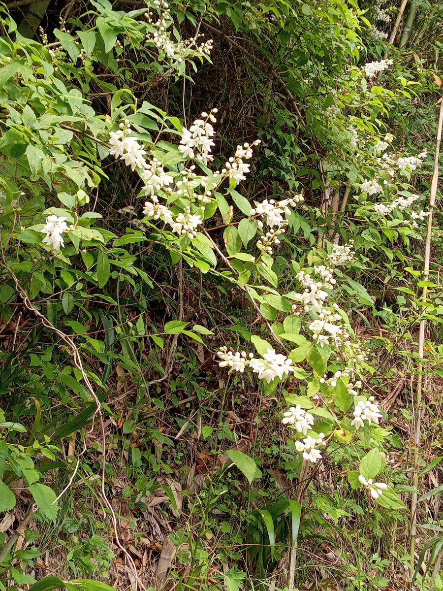 そのまま✨ウェディングブーケ✨になりそうな卯の花