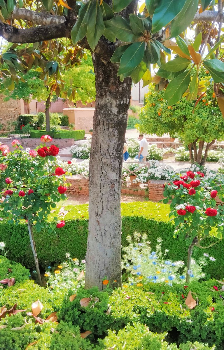 Mireu quin gremi més interessant hi ha sota aquesta magnòlia als jardins de l'Alhambra de Granada 🌼🌿 Està envoltat d'aquest arbust perenne, la murta, de dos rosers i de blauets i calèndules. Preciós i molt divers 👏👏👏