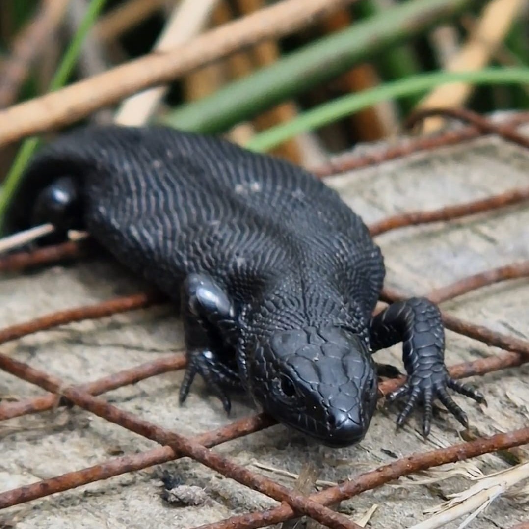 cumbriawildlife's tweet photo. Dinosaur spotted at Eycott Hill π¦
(1/3)
#CommonLizard #Reptiles #EycottHill #Penrith #Cumbria
π· Adam McGinley, Gosling Sike Manager https://t.co/gWmDnosVXH