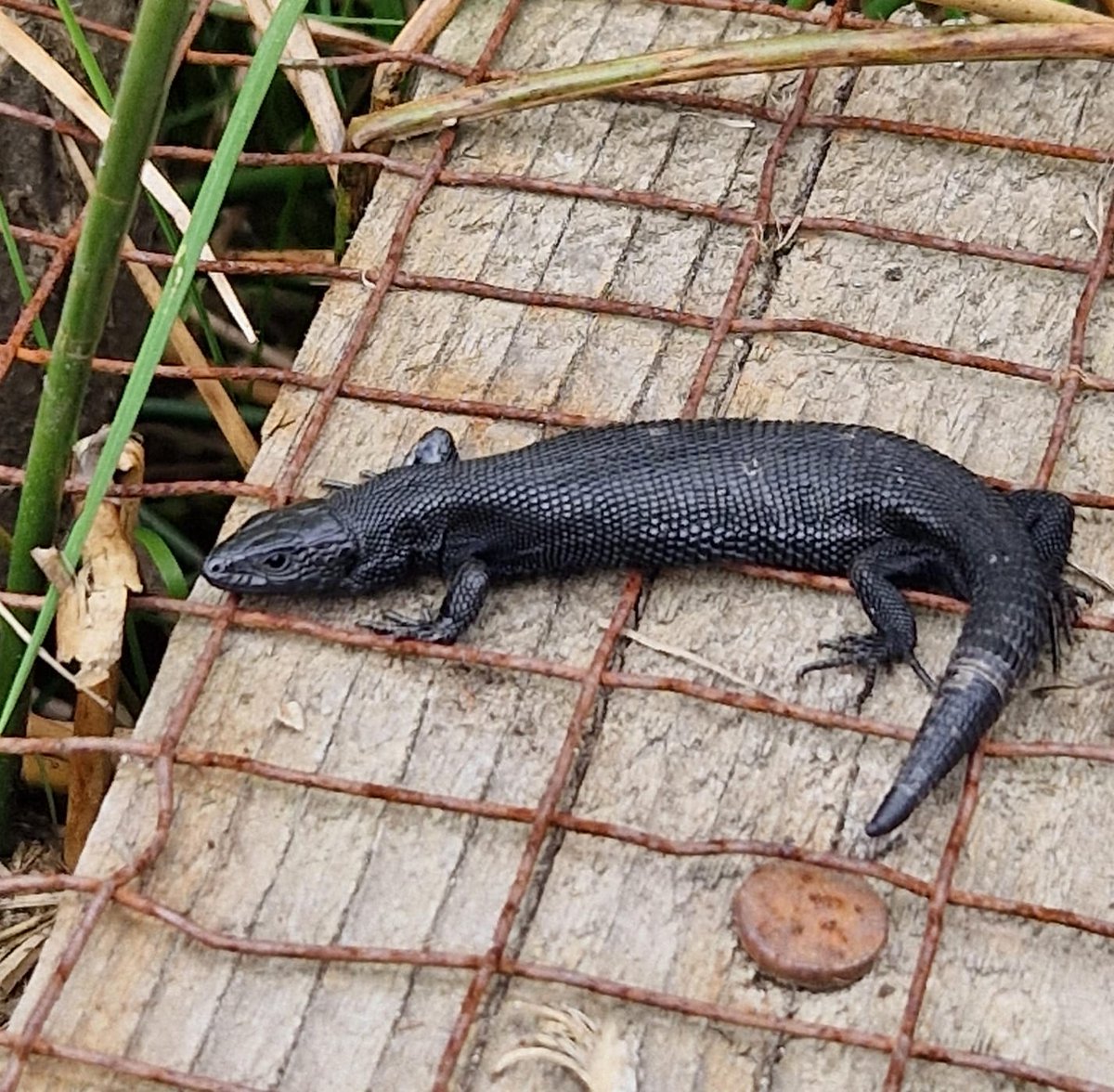 cumbriawildlife's tweet photo. Dinosaur spotted at Eycott Hill π¦
(1/3)
#CommonLizard #Reptiles #EycottHill #Penrith #Cumbria
π· Adam McGinley, Gosling Sike Manager https://t.co/gWmDnosVXH