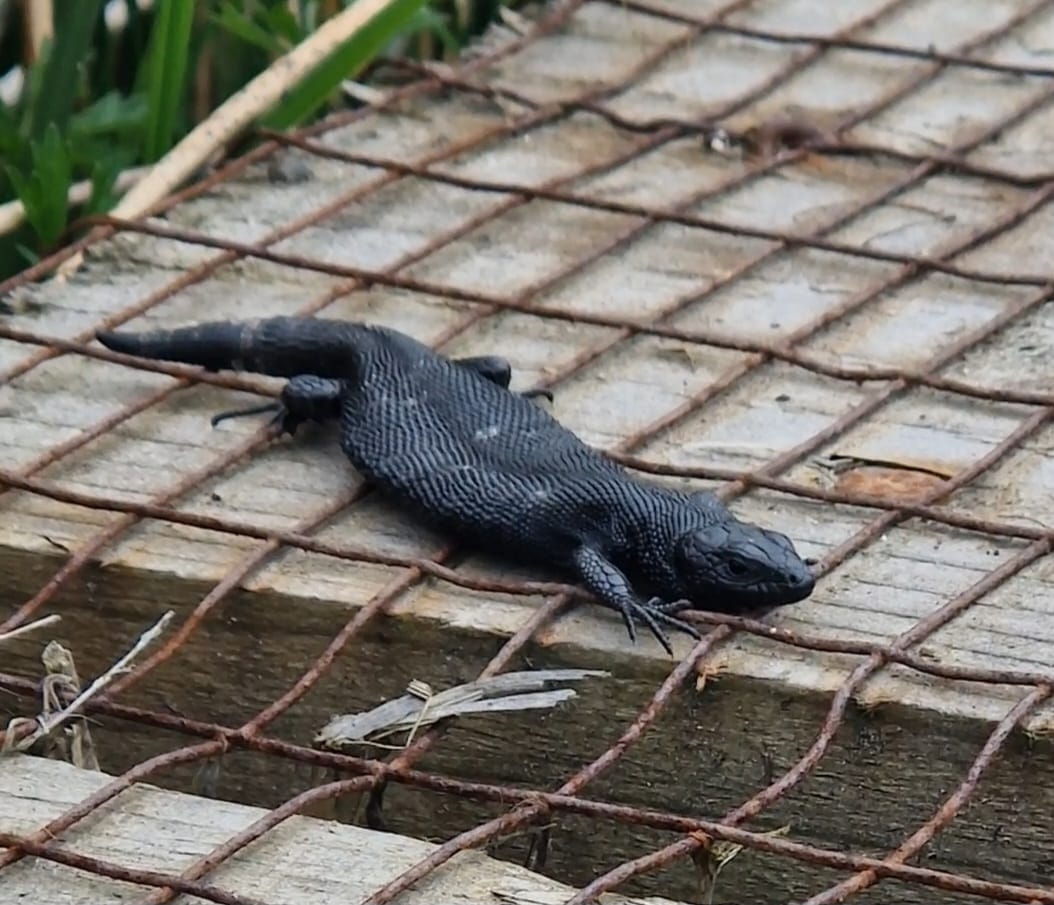cumbriawildlife's tweet photo. Dinosaur spotted at Eycott Hill π¦
(1/3)
#CommonLizard #Reptiles #EycottHill #Penrith #Cumbria
π· Adam McGinley, Gosling Sike Manager https://t.co/gWmDnosVXH