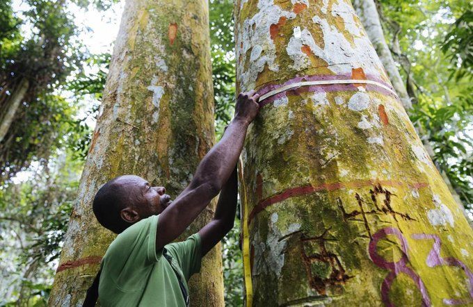 Call for Proposals The Rainforest Reporting Grant, by @pulitzercenter, provides short-term, project-based funding support to journalists who want to report on tropical rainforests in three key regions, including Central Africa. Deadline: Rolling. buff.ly/3Itzafc