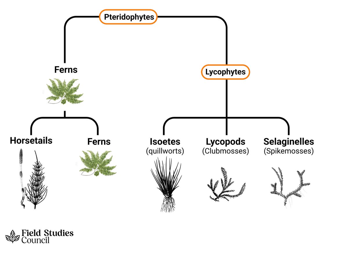 Since the discovery of DNA sequencing technology, scientists have had to rethink fern taxonomy. Lycophytes - Quillworts, Clubmosses & Spikeworts, are more distantly related to Ferns, while Horsetails are more closely related to Ferns.🌿 👉ow.ly/QvSW50RQKj2
