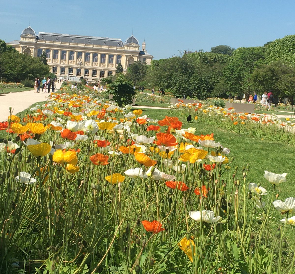 Bonjour. Les pavots du Jardin des plantes #paris5 @JCQDSE @ParisBiseArt