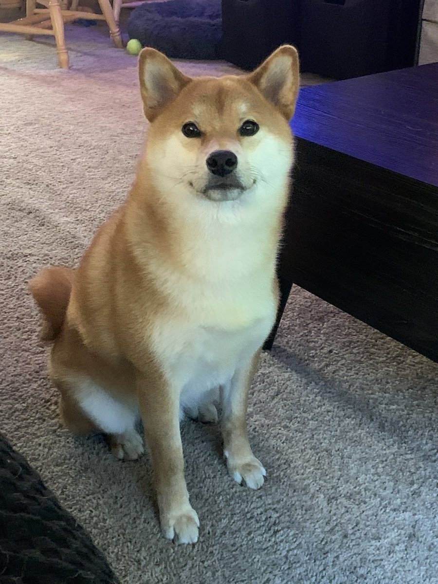 Our next Umbraclaw cast announcement is a bit special! Here is Locke, voiced by Kevin Andrew Rivera  (<a href="/KevinARiveraVO/">Kevin Andrew Rivera 🇵🇷</a>)!

Locke was a pet in life like Kuon. They are similar, but differ in important ways...

Kevin credits his own shiba, Link with inspiration for his performance!