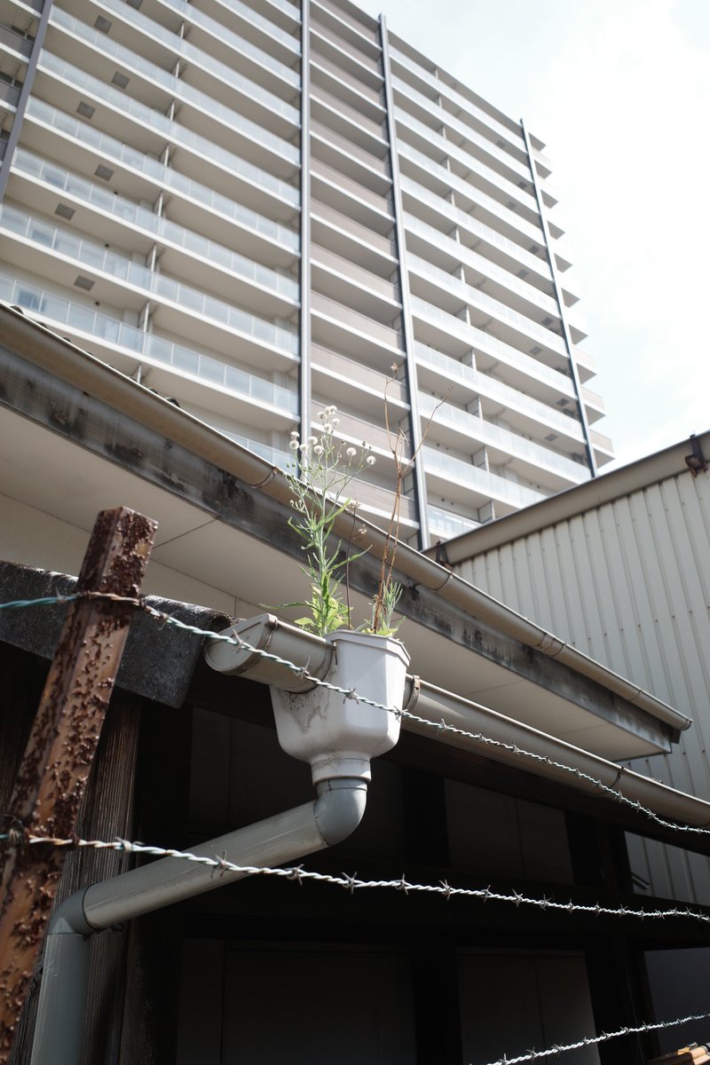 多摩川を愛でる会（古畑） tweet media