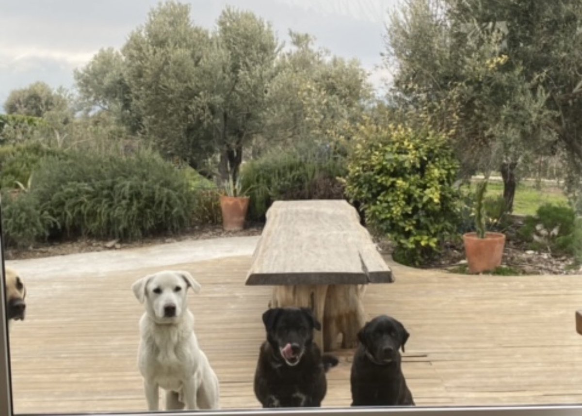 4 köpeğim var .. Hepsini barınaktan aldık .. İnsanlardan kötülük görürsünüz onlardan asla.. Koşulsuz sevgileri vardır .. Sokaklarda gördüğünüz köpekler travmalılar.. İnsanlardan sürekli kötülük, şiddet görüyorlar.. Sevgi görmemiş, sevmek ne demek bilmeyen insanlardan hayvan ve