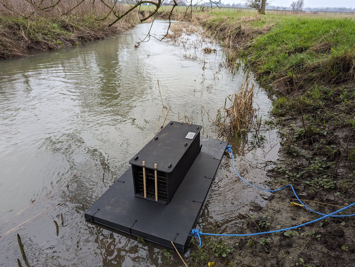 As part of #INNSweek the #RBICP is celebrating the network of farmers, eNGOs, local authorities and volunteers that are working together to restore critically endangered water vole populations in the catchment through a coordinated effort to remove invasive mink