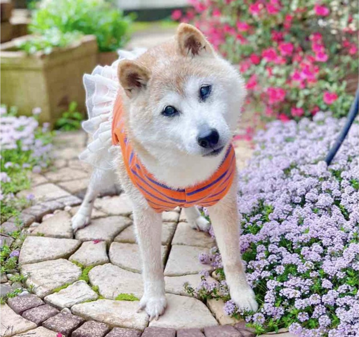 ownthedoge's tweet image. Today, we come together with heavy hearts to bid farewell to an internet legend, an embodiment of joy, and a symbol of kindness - Doge, the beloved Shiba Inu known as Kabosu. The Doge who touched millions of hearts is now one amongst the stars, wagging her tail looking down at…