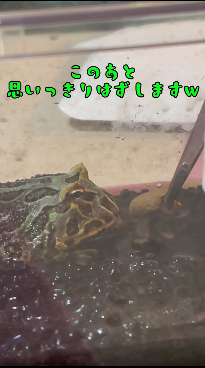 ChitoseAmeya's tweet photo. 盛大にハズすエルクちゃん🐸 #shorts
https://t.co/hd2OqnGh8o @YouTubeより
🐸🦗
#youtubeshort #ペット #エキゾチックアニマル #両生類 #カエル #クランウェルツノガエル #ご飯 #カエル飼育初心者 #BearsFrog #新人YouTuber #生き物系YouTuber #ちせりんチャンネル #ちとせの飼育日記 #あめちゃんず https://t.co/8XqvzOPCZ5