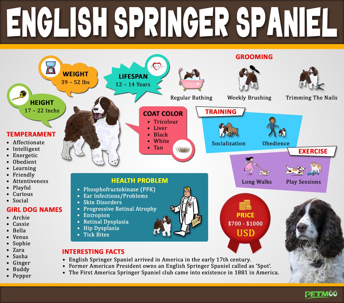 English Springer Spaniel
#petmoo #pets #dogs #doginfographic #englishspringerspaniel #englishspringerspanielinfographic
