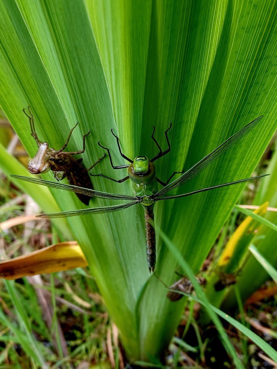 An Emperor dragonfly, freshly emerged from its cast-off exuvia #dragonflies #insects I still find this transformation from an underwater alien to a dazzling flighted beauty inconceivable.