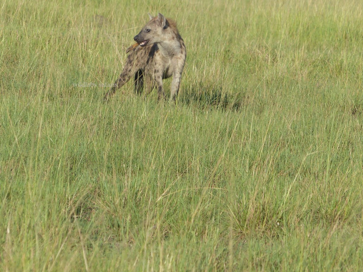 Wildlabs Safaris tweet media