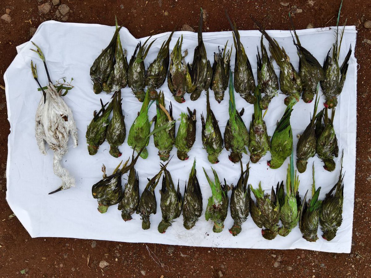 Neha Panchamiya tweet media