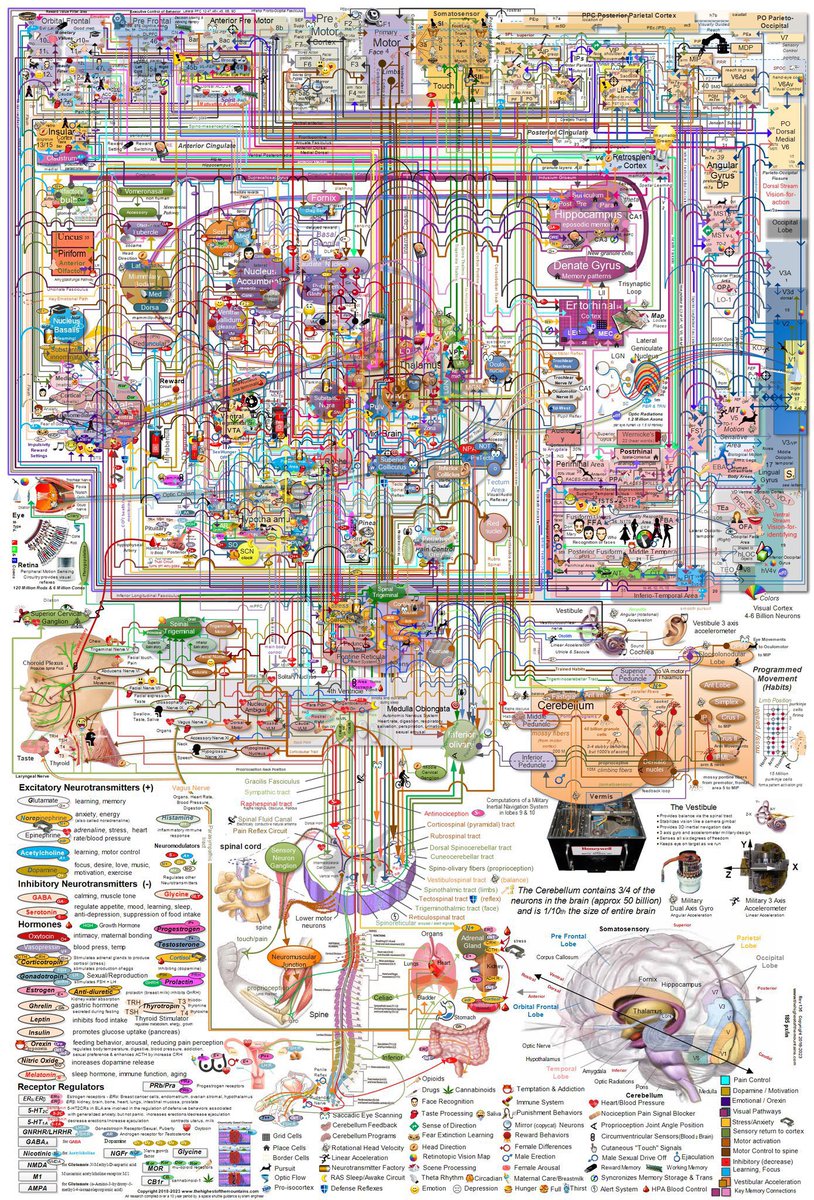 The complexity of the human brain and its functions