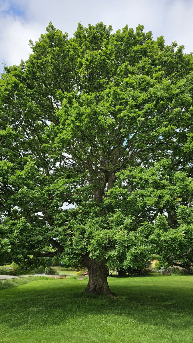 Good morning everyone. #TreeOfTheDay no.814 The village green oak.