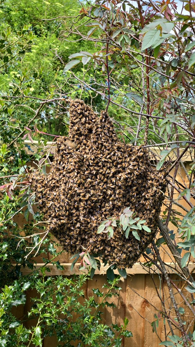 BisForBeekeeper's tweet photo. Caught a swarm and let it walk into the hive. #bees #beekeeping https://t.co/qtCa71z410
