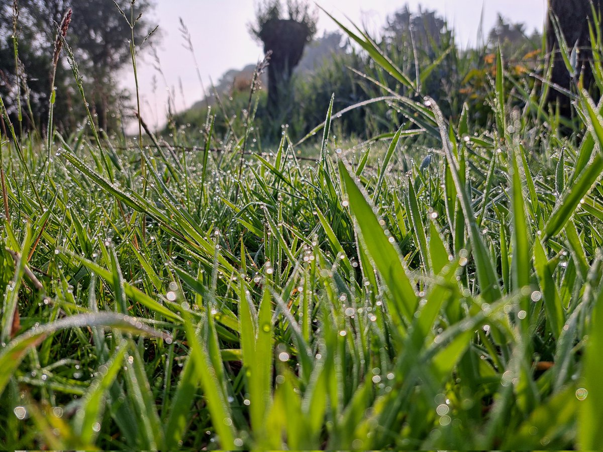 Walking in the dew is the best you can do