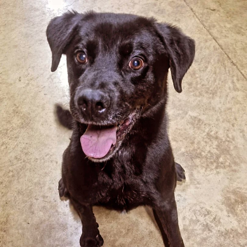 HERO PAWS tweet media