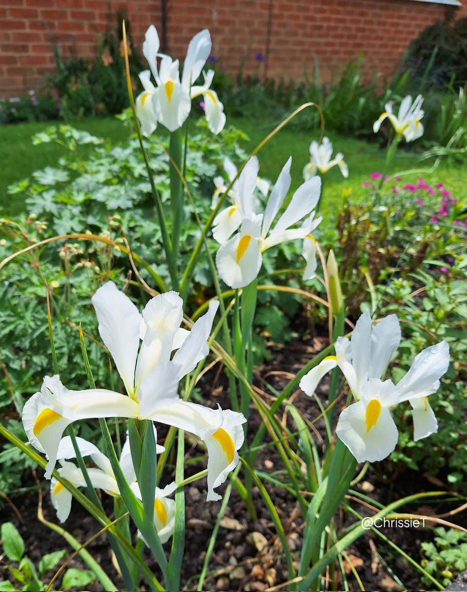 ChrissieT1894's tweet photo. Wishing you all a lovely Friday.
๐ค๐ฟ Enjoy ๐ฟ๐ค
#FlowersOnFriday #DutchIris #MyGarden #Gardening #GardeningX #Flowers https://t.co/1MS08NRf6p