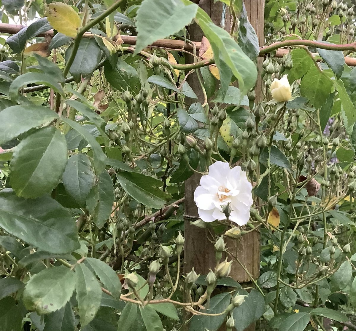 Good morning from the #WelshMarches. The first rose of Rambling Rector. Always a joy at this time of year. 😊❤️🌸
