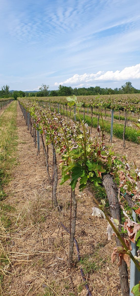 Ce sera pour la 3 ème fois depuis 2017 🥶🥶 , une année désastreuse pour le millésime 2024. Pas de miracle, 100% des bourgeons touchés. Un redémarrage anarchique de contre bourgeons 🥴. Quid de l'avenir de la vigne dans la plaine à Gaillac ? @vinovalie #gel2024