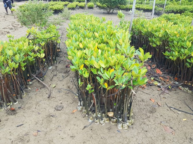 EPTFnavigators's tweet photo. Community Action for a Sustainable Environment at Tsunza, Kinango Sub-county with Mwijala Conservation Group working on Mangrove Restoration. 

#Resilience #mangroves https://t.co/NwkA8bBndl