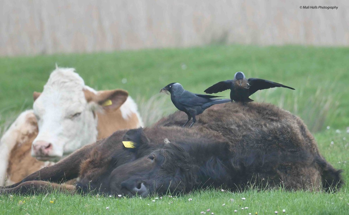 Jackdaws. Getting nesting material from the coats of the cattle. #BirdTwitter #Nature #Photography #wildlife #birds #TwitterNatureCommunity #birding #NaturePhotography #birdphotography #WildlifePhotography #Nikon